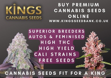 Buy Cannabis Seeds Leeds - Kings Seedbank